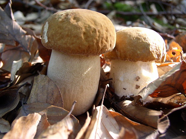 hríb Boletus sp.