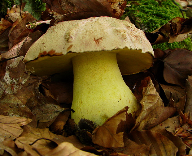 hríb kráľovský Butyriboletus regius (Krombh.) D. Arora & J.L. Frank