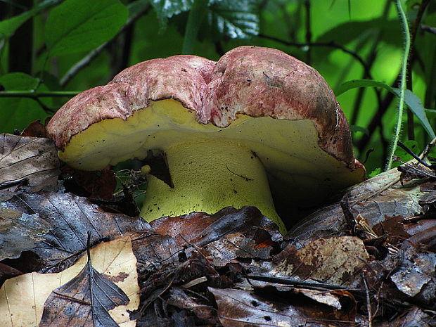 hríb kráľovský Butyriboletus regius (Krombh.) D. Arora & J.L. Frank