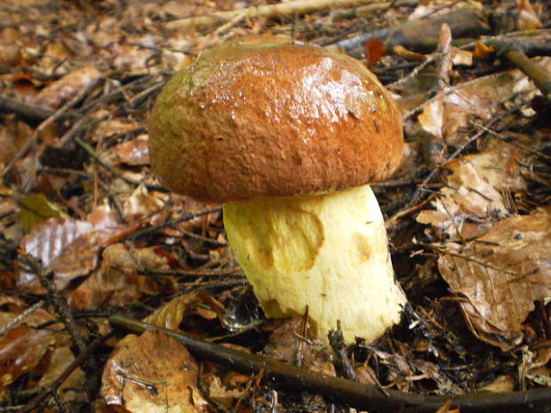 hríb horský Butyriboletus subappendiculatus (Dermek, Lazebn. & J. Veselský) D. Arora & J.L. Frank