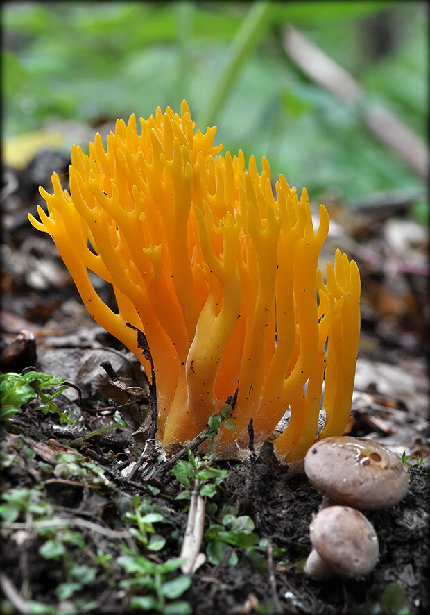 parôžkovec lepkavý Calocera viscosa (Pers.) Fr.