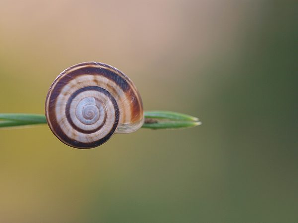 slimák pásikavý Capaea vindobonensis