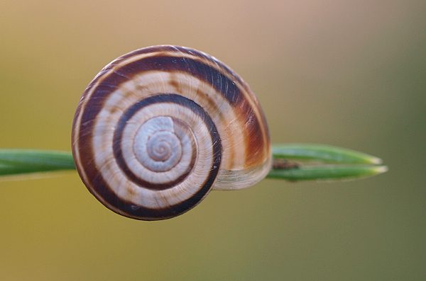 slimák pásikavý Capaea vindobonensis