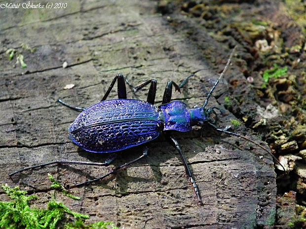 bystruška vráskavá Carabus intricatus