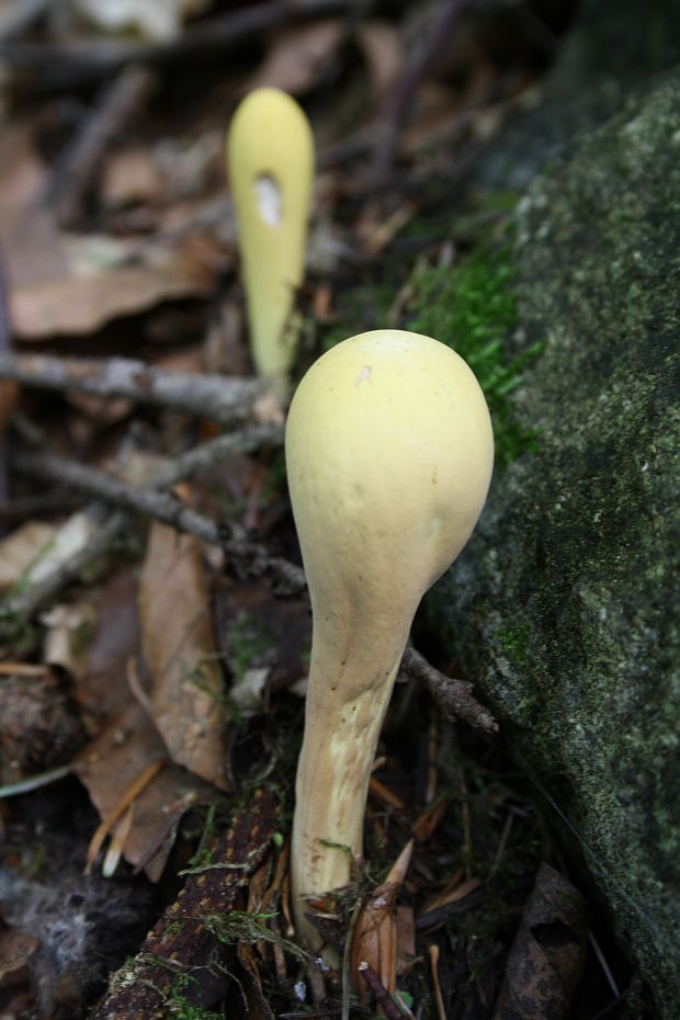 kyjak citrónovožltý Clavariadelphus flavoimmaturus R.H. Petersen