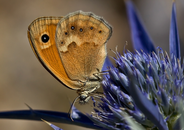 očkáň pohánkový Coenonympha pampilus