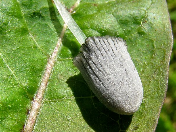 hnojník Coprinopsis sp.