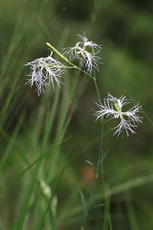 klinček pyšný pravý Dianthus superbus subsp. superbus