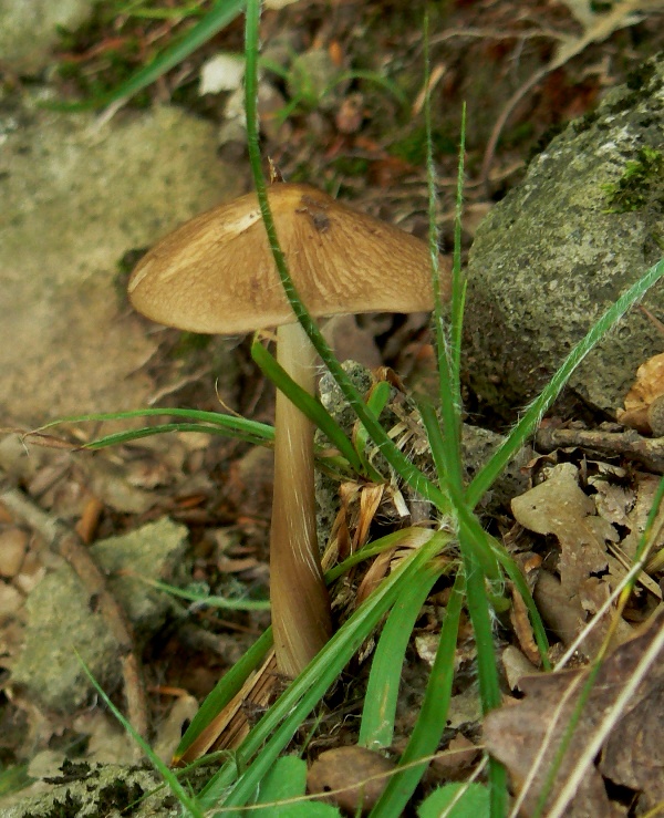 sliznačka koreňujúca Hymenopellis radicata (Relhan) R.H. Petersen