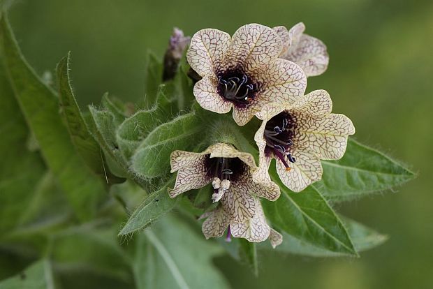 blen čierny Hyoscyamus niger L.