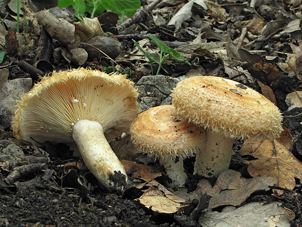 rýdzik chĺpkatý ? Lactarius pubescens ?