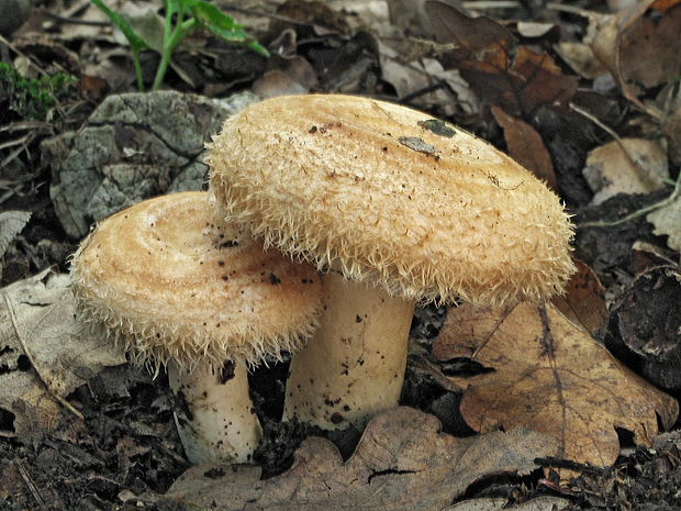 rýdzik chĺpkatý ? Lactarius pubescens  (Fr.) Fr.