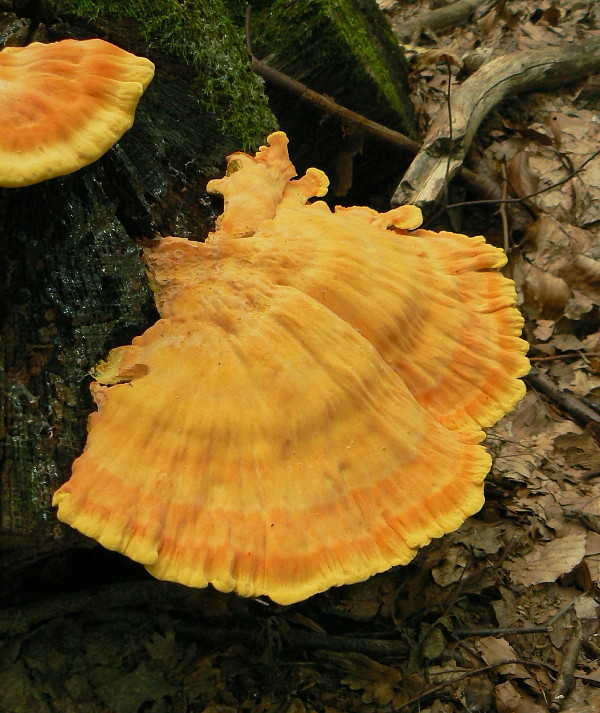 sírovec obyčajný Laetiporus sulphureus (Bull.) Murrill