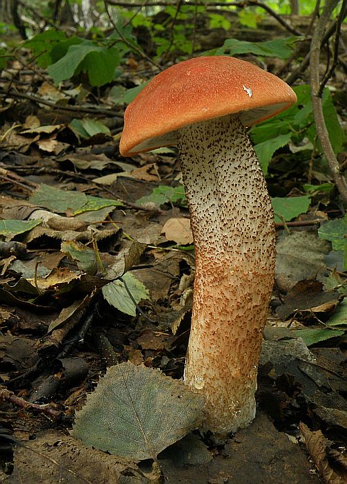 kozák dubový Leccinum aurantiacum (Bull.) Gray