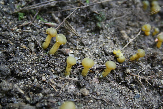 klincovka slizká Leotia lubrica (Scop.) Pers.