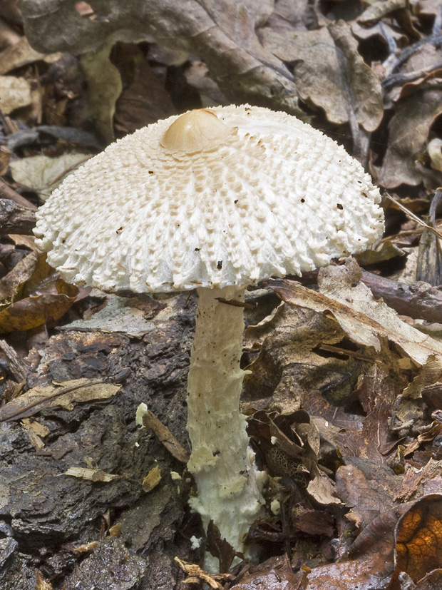 bedlička Lepiota sp.