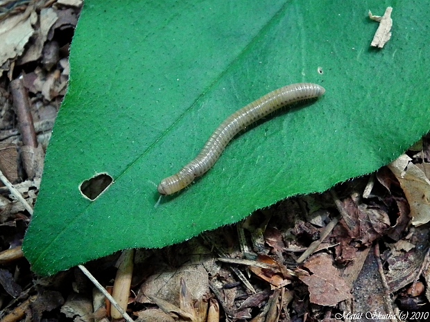 mnohonôžka malá Leptophyllum nanum