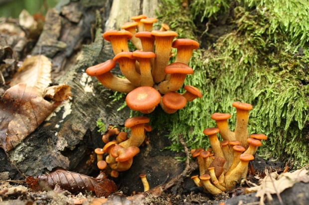 kališník hnedooranžový Omphalotus olearius (DC.) Singer