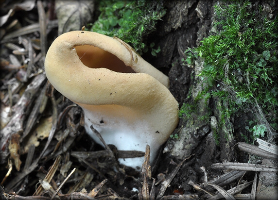 uško Otidea sp.