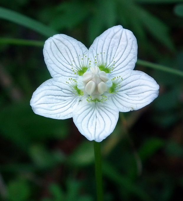 bielokvet močiarny Parnassia palustris L.