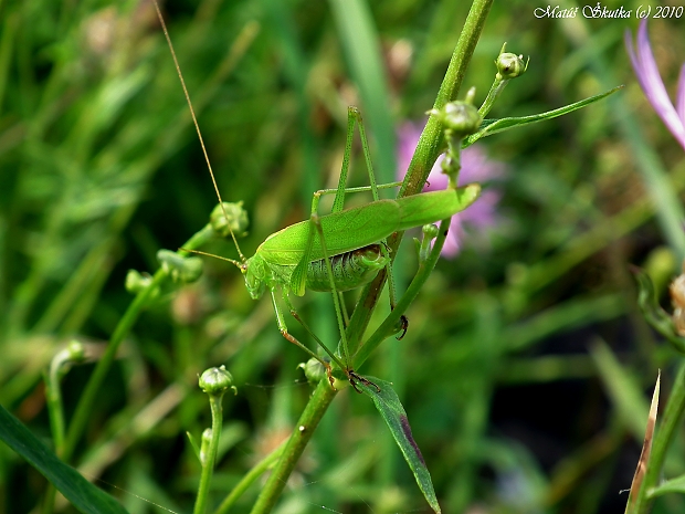 kobylka krovinová Phaneroptera falcata