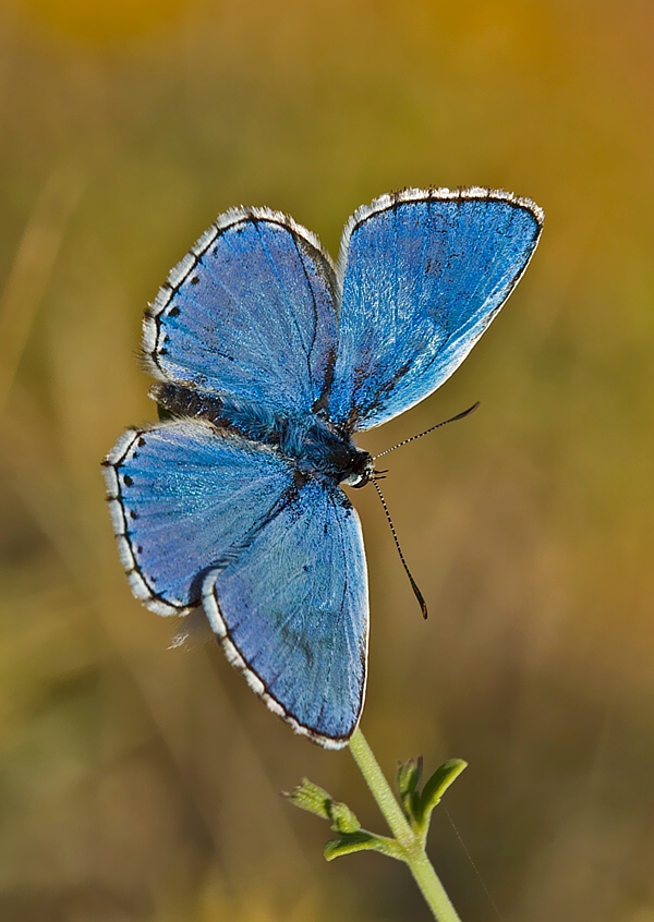 modráčik ďatelinový Polyommatus bellargus