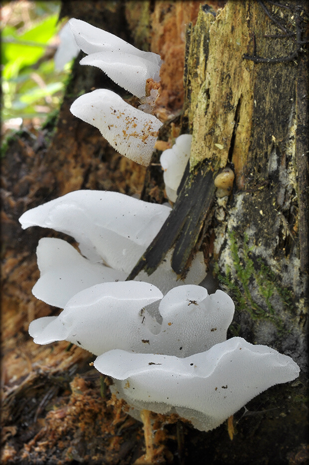 pajelenka želatínová Pseudohydnum gelatinosum (Scop.) P. Karst.