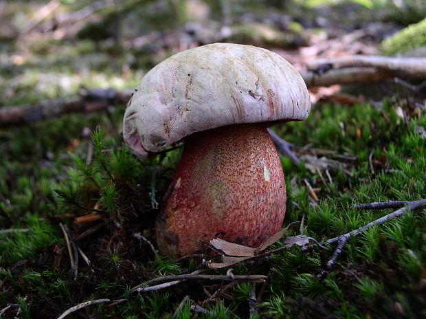 hríb purpurový Rubroboletus rhodoxanthus Kuan Zhao &amp; Zhu L. Yang