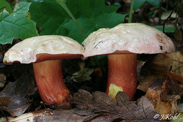 hríb purpurový Rubroboletus rhodoxanthus Kuan Zhao &amp; Zhu L. Yang