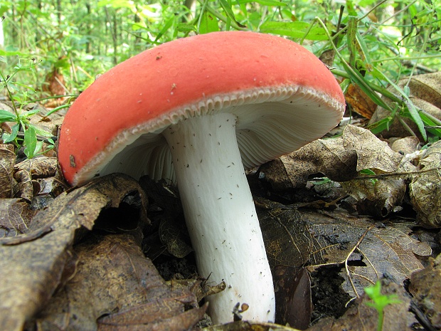 plávka Russula sp.