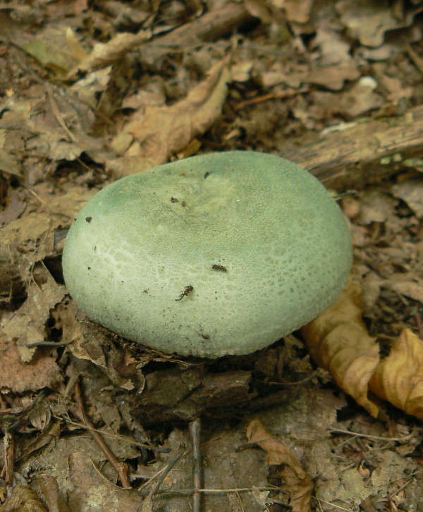 plávka zelenkastá Russula virescens (Schaeff.) Fr.