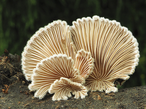 klanolupeňovka obyčajná Schizophyllum commune Fr.