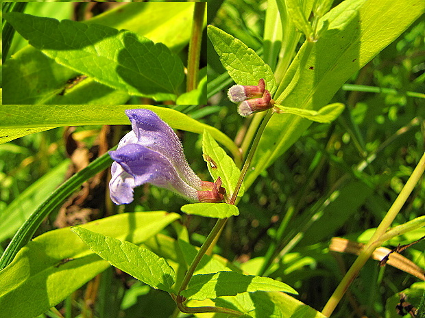 šišak vrúbkovaný Scutellaria galericulata L.