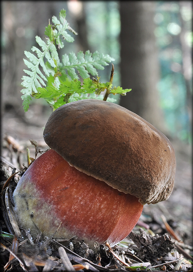 hríb zrnitohlúbikový Sutorius luridiformis (Rostk.) G. Wu & Zhu L. Yang