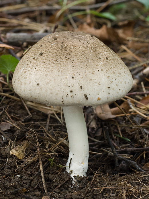 pečiarka Agaricus sp.