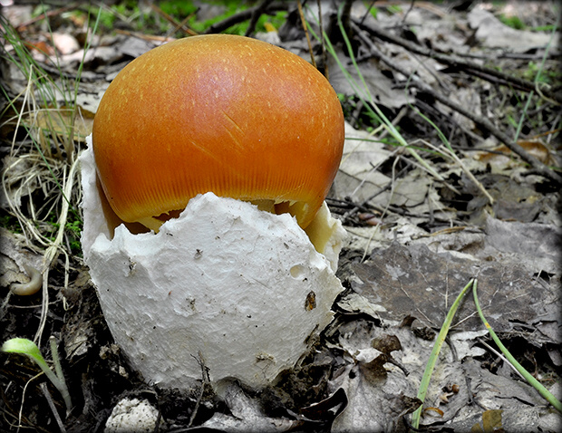 muchotrávka cisárska Amanita caesarea (Scop.) Pers.