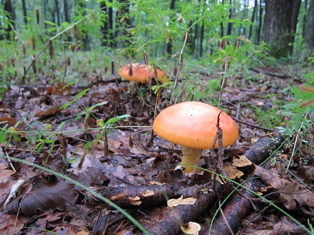 muchotrávka cisárska Amanita caesarea (Scop.) Pers.