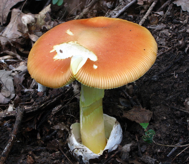 muchotrávka cisárska Amanita caesarea (Scop.) Pers.