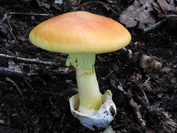 muchotrávka cisárska Amanita caesarea (Scop.) Pers.