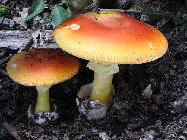 muchotrávka cisárska Amanita caesarea (Scop.) Pers.