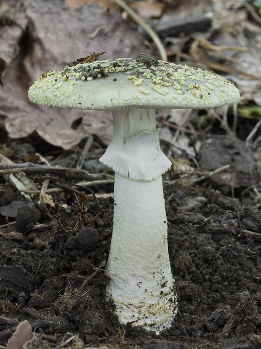 muchotrávka hrubá Amanita excelsa (Fr.) Bertill.