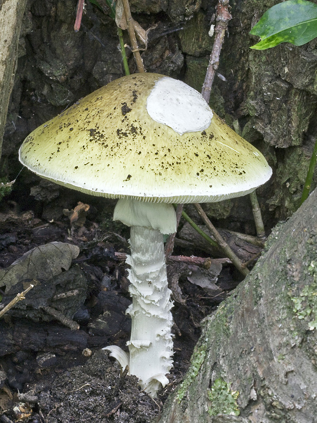 muchotrávka zelená Moravcova Amanita phalloides var. moravecii Pilát