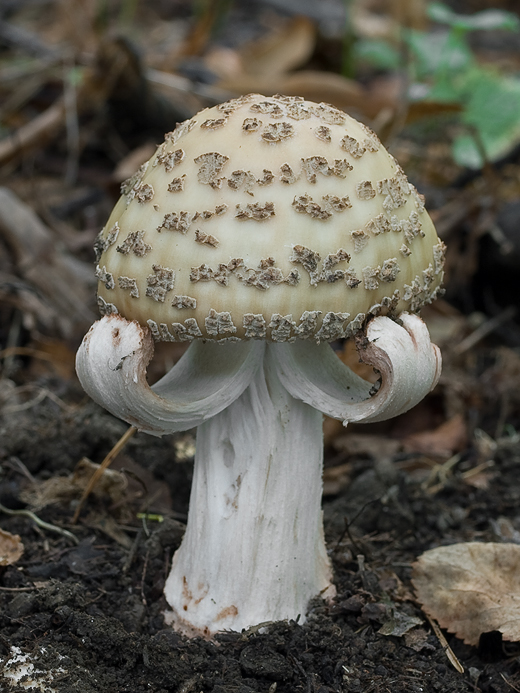 muchotrávka červenkastá Amanita rubescens Pers.