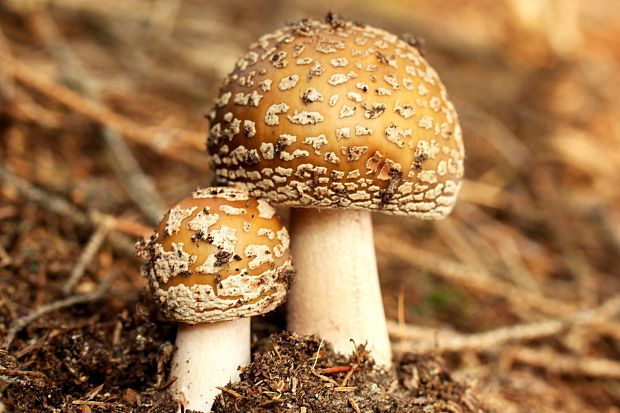 muchotrávka červenkastá Amanita rubescens Pers.