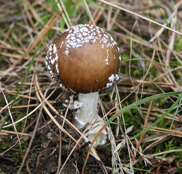 muchotrávka Amanita sp.