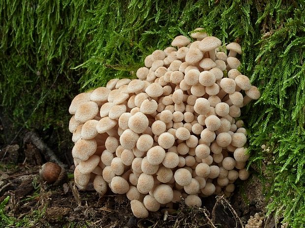 podpňovka bezprsteňová Armillaria socialis (DC.) Fayod