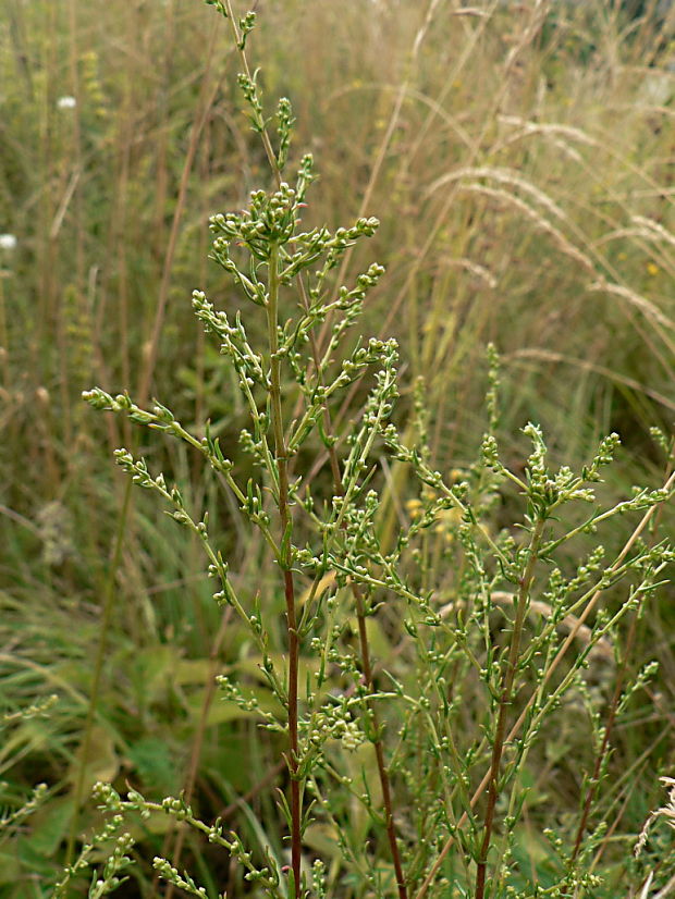 palina poľná Artemisia campestris L.