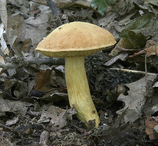 suchohríb moravský Aureoboletus moravicus (Vaček) Klofac