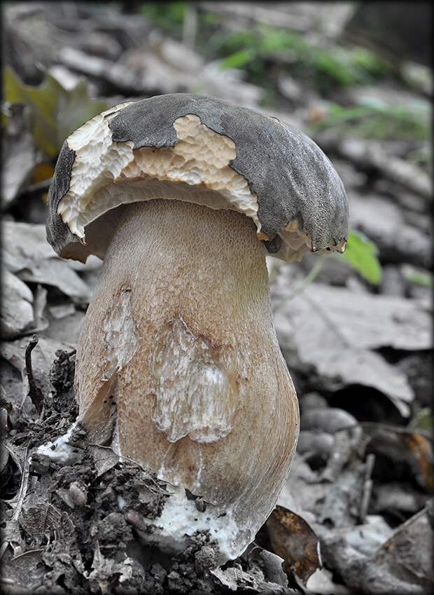 hríb bronzový Boletus aereus Bull. ex Fr.