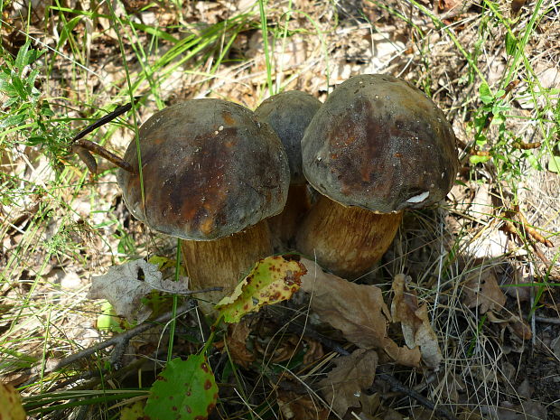 hríb bronzový Boletus aereus Bull. ex Fr.